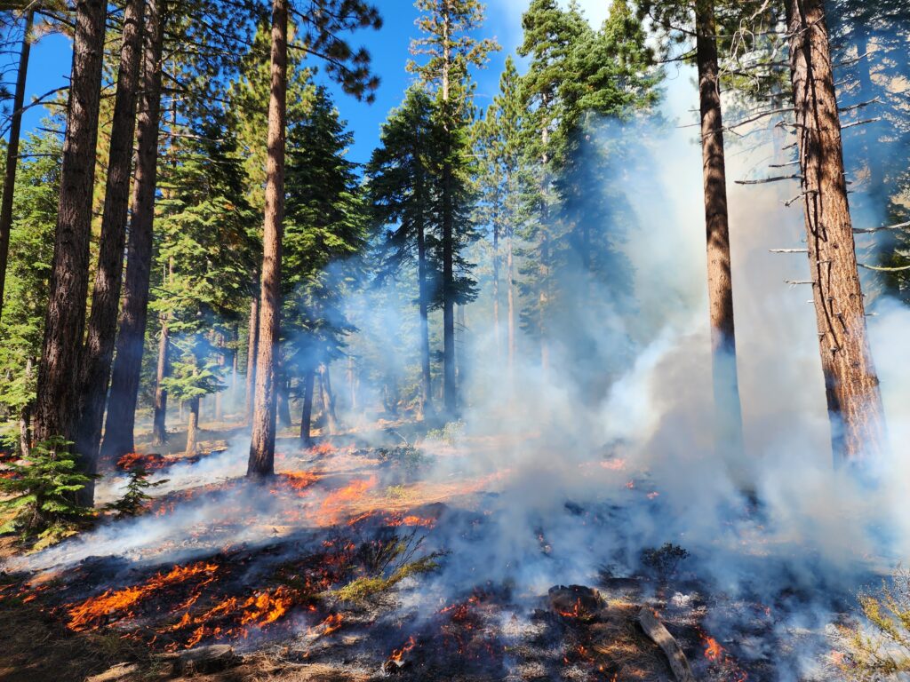 Credit: Rich Adams, California State ParksCaption: California State Parks conducted a prescribed fire understory burning operation on a 60-acre plot in Burton Creek State Park this fall.