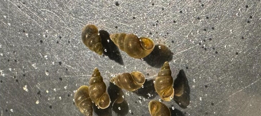 Invasive New Zealand Mudsnails Discovered in Lake Tahoe