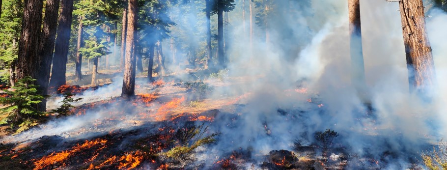 Tahoe Fire and Fuels Team Continues Progress to Improve Forest Health in 2023